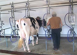 [photo, Cow and workers, Milking Parlor, Cow Palace, Maryland State Fair, Timonium, Maryland]