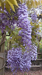  [photo, Chinese Wisteria (Wisteria  sinensis), Glen Burnie, Maryland]