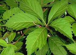  [photo, Virginia Creeper, Glen Burnie, Maryland]