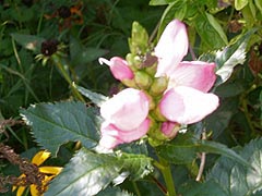 [photo, White Turtlehead plant (Chelone glabra), Glen Burnie, Maryland]