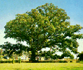 [photo, Wye Oak, Talbot County, Maryland]