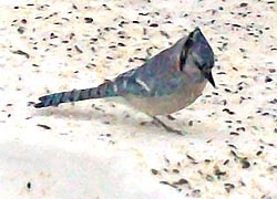 [photo, Blue Jay, (Cyanocitta cristata), Baltimore, Maryland]