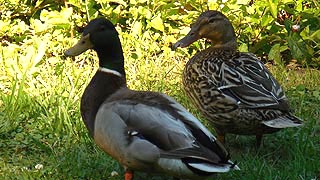 [photo, Mallards (Anas platyrhynchos), Glen Burnie, Annapolis, Maryland]