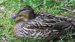 [photo, Female Mallard (Anas platyrhynchos), Annapolis, Maryland]