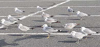 [photo, Ring-billed Gull (Larus delawarensis), Perry Hall, Maryland]