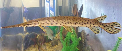 [photo, Longnose Gar (Lepisosteus osseus), Dept. of Natural Resources exhibit, Maryland State Fair, Timonium, Maryland]