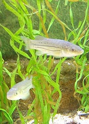 [photo, Striped Killifish (Fundulus majalis), Assateague Island Visitor Center, Maryland District, 11800 Marsh View Lane, Berlin, Maryland]