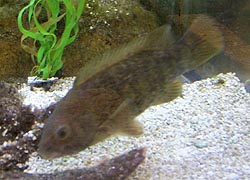 [photo, Tautog (Tautoga onitis), Assateague Island Visitor Center, Maryland District, 11800 Marsh View Lane, Berlin, Maryland]