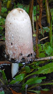 [photo, Mushroom, New Germany State Park, Grantsvile, Maryland]