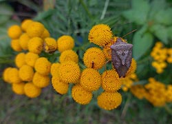 [photo, Brown Marmorated Stink Bug (Halyomorpha halys) on Tansey, Glen Burnie, Maryland]