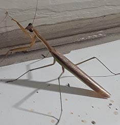 [photo, Chinese Mantis (Tenodera sinensis), Baltimore, Maryland]