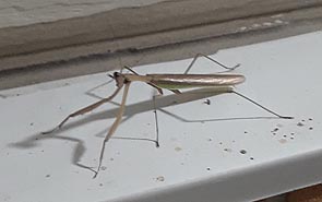 [photo, Chinese Mantis (Tenodera sinensis), Baltimore, Maryland]