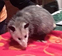 [photo, Virginia Opossum (Didelphis virginiana), Irvine Nature Center exhibit at Ladew Topiary Gardens, 3535 Jarrettsville Pike, Monkton, Maryland]