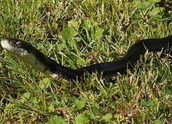 [photo, Eastern Ratsnake (Pantherosphis alleghaniensis), Glen Burnie, Maryland]