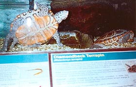 [photo, Northern Diamondback Terrapin (Malaclemys t. terrapin), Tawes Building, Dept. of Natural Resources, Annapolis, Maryland]