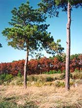 [photo, Loblolly Pines, Prince George's County, Maryland]