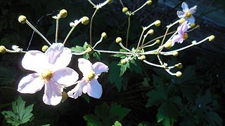 [photo, Wildflower, Grantsville, Maryland]